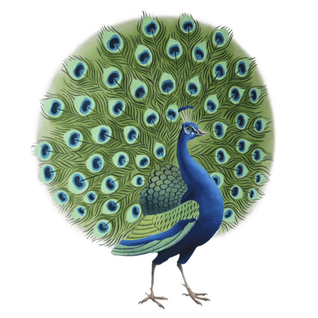 Peacock